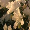 abdumomunova_