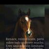 josebravo942