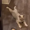 platypoes