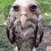 lil_birdy4