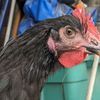 kismetgrovefarm