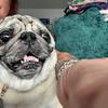 brookeandhenrypug12