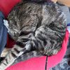 metis_cat_mom