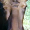 brycegulke750