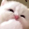 240799.jpg
