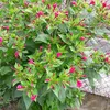 moniquehersant0