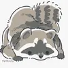 ptitracoon