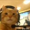 lynneel0