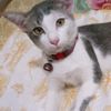 den_bagus1803