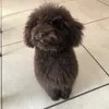 brownolafmister