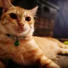 pondokkucing