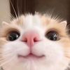 asma_hal06