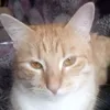 pelihovdaniil