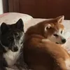 babyfujishira