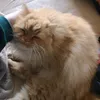 catweeb01