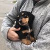 leo.the.longhaired