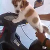 franklinferreira902