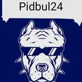 pidbul24