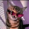 gatito_2k