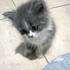 emalazuardi