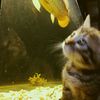 blubby_fish