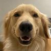 pancho_goldenretriever