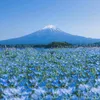 hojo_jun