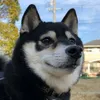 shiba2015