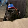 puggieworld1