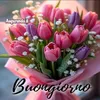 alessandranicocelli