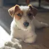 yakojackrussell