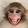 mankey_ivan