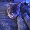 livestreamingrando