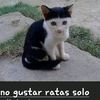 chitoflais