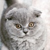 scottishfold_tommy