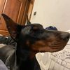 zulema.dobermann