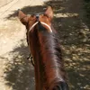 coleiromaluco