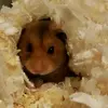 mongo_the_hamster