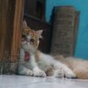 agusarifsantoso