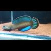wtmfishjepara