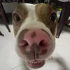 pickadogpickadog