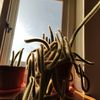 ekarestu02