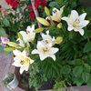 _zeynepim_87
