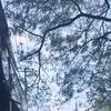 kucingoren15_