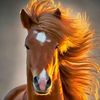 dodo_777_dodo