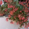rosabarrera46