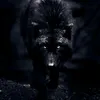 volk_992
