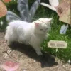 larakkkkjkjjkkkjj
