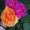 nooralobaidy07