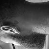 will_212